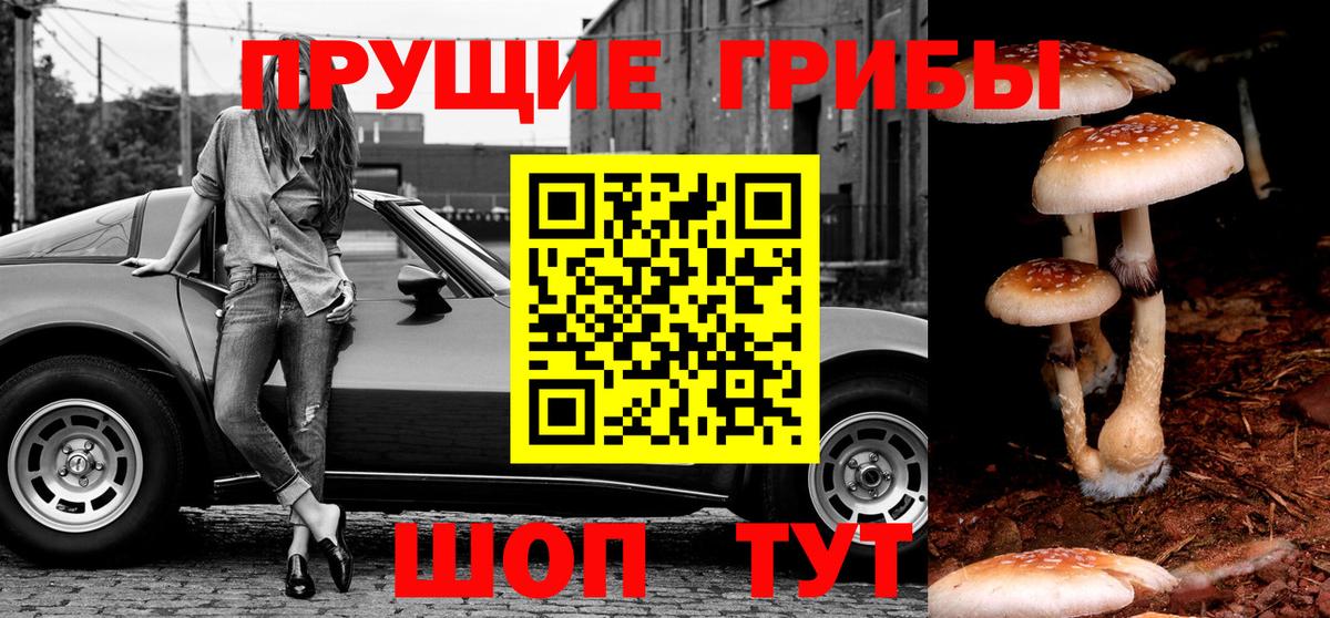 Псилоцибиновые грибы Psilocybe Зеленогорск